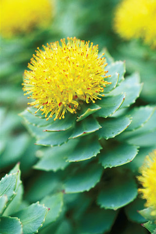 Nature's stress buster - Rhodiola Rosea Root